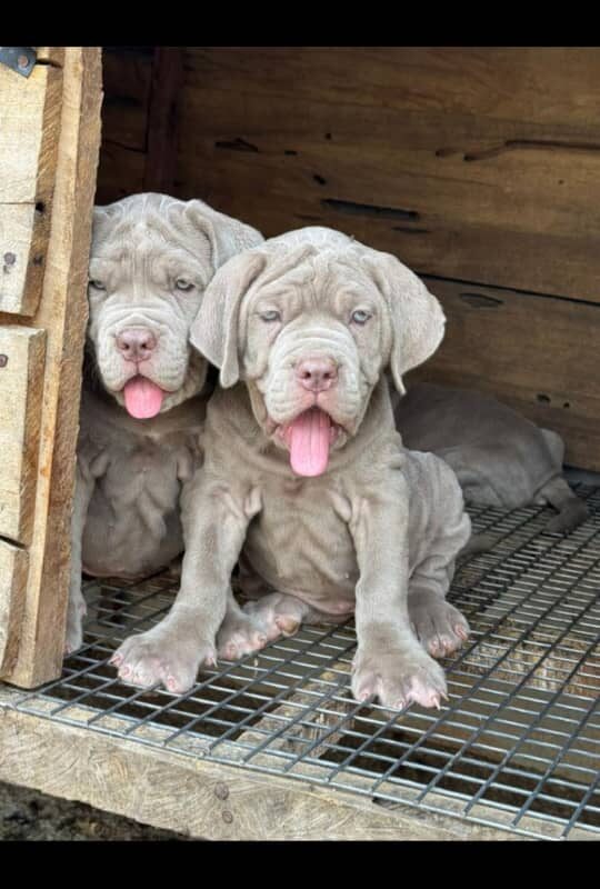 Female Neapolitan Mastiff 8 Weeks
